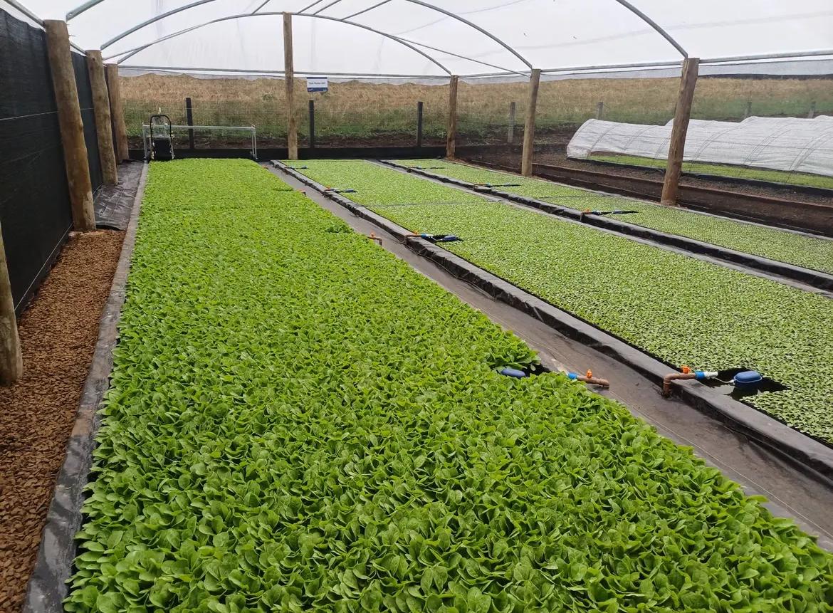 Green house _ Canteiro.jpg